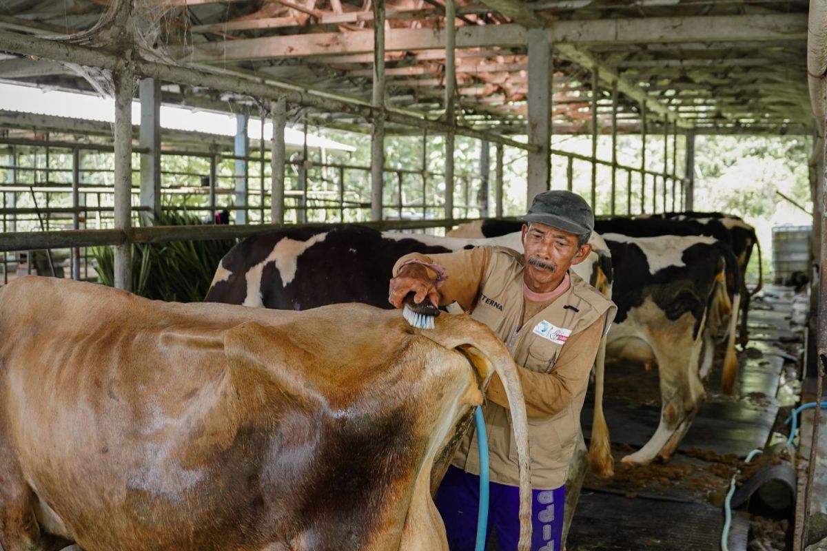Sarihusada lakukan pengembangan peternak lokal gaungkan manfaat susu